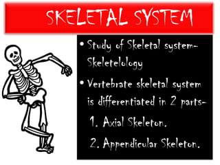 SKELETAL SYSTEM ,[object Object]