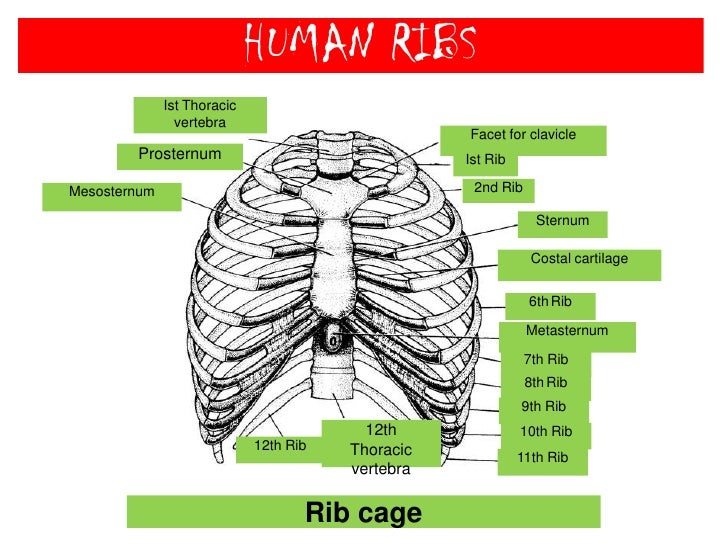 Human Skeletal System