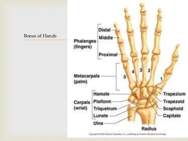 "Human skeletal system"