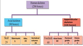 Sternum
1
Ribs
24
Vertebral
column
26
Hind limb
60
Pectoral
girdle
4
Pelvic
girdle
2
Appendicular
skeleton
(126 bones)
 