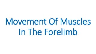 Movement Of Muscles
In The Forelimb
 