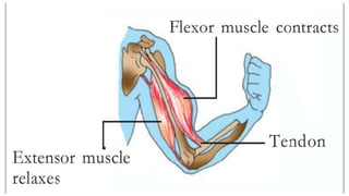 Human skeletal system( bones&amp; movement)