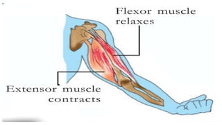 Human skeletal system( bones&amp; movement)
