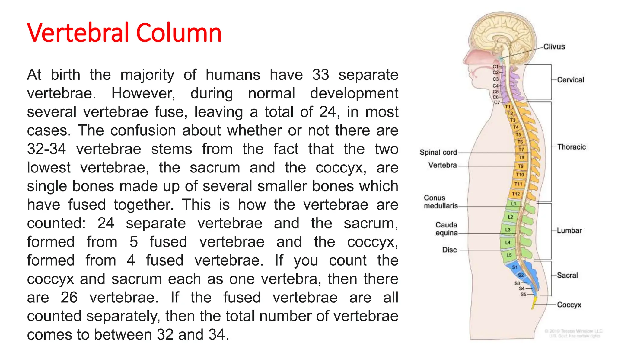 Human Skeletal System -Archana Gangwar M.Sc. I year.pptx