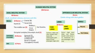 Human skeletan system.pdf. Infographic and chart
