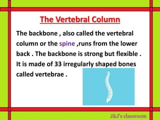 parts of human skeleton and it's functions | PPTX
