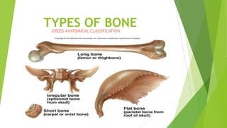 TYPES OF BONE
GROSS ANATOMICAL CLASSIFICATION

 