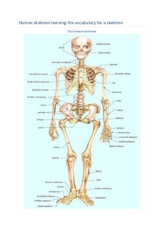 Human skeleton learning the vocabulary for a skeleton
The human skeleton

 