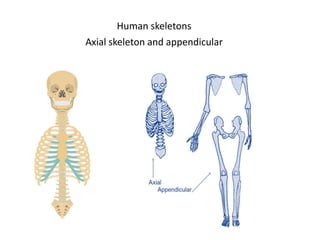 Human skeletons
Axial skeleton and appendicular
 