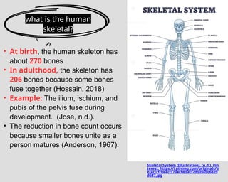 Human skeletal system final work.pptx slides | PPTX