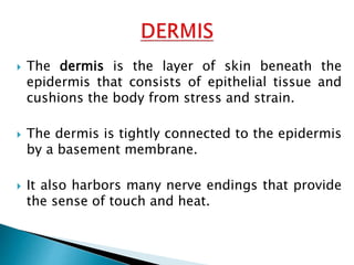  The dermis is the layer of skin beneath the
epidermis that consists of epithelial tissue and
cushions the body from stress and strain.
 The dermis is tightly connected to the epidermis
by a basement membrane.
 It also harbors many nerve endings that provide
the sense of touch and heat.
 