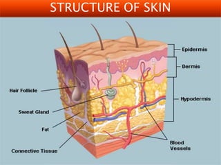 STRUCTURE OF SKIN
 