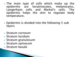  The main type of cells which make up the
epidermis are keratinocytes, melanocytes,
Langerhans cells and Markel's cells. The
epidermis helps the skin to regulate body
temperature.
 Epidermis is divided into the following 5 sub
layers
 Stratum corneum
 Stratum lucidum
 Stratum granulosum
 Stratum spinosum
 Stratum basale
 