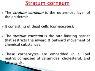  The stratum corneum is the outermost layer of
the epidermis.
 It consisting of dead cells (corneocytes).
 The stratum corneum is the rate limiting barrier
that restricts the inward & outward movement of
chemical substances.
 These corneocytes are embedded in a lipid
matrix composed of ceramides, cholesterol, and
fatty acids.
 