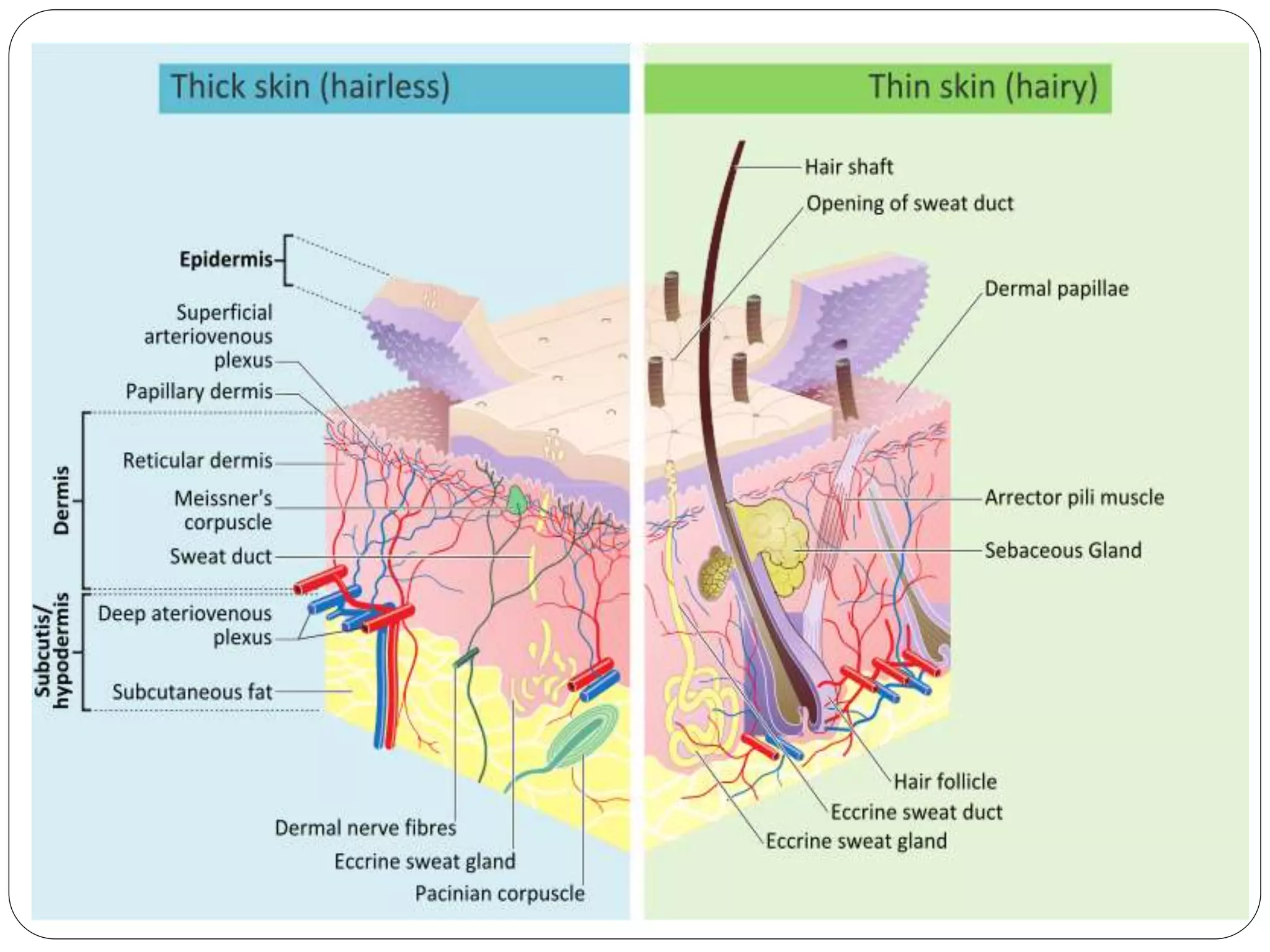 Skin Status Introduction Introduction of Human skin | PPTX