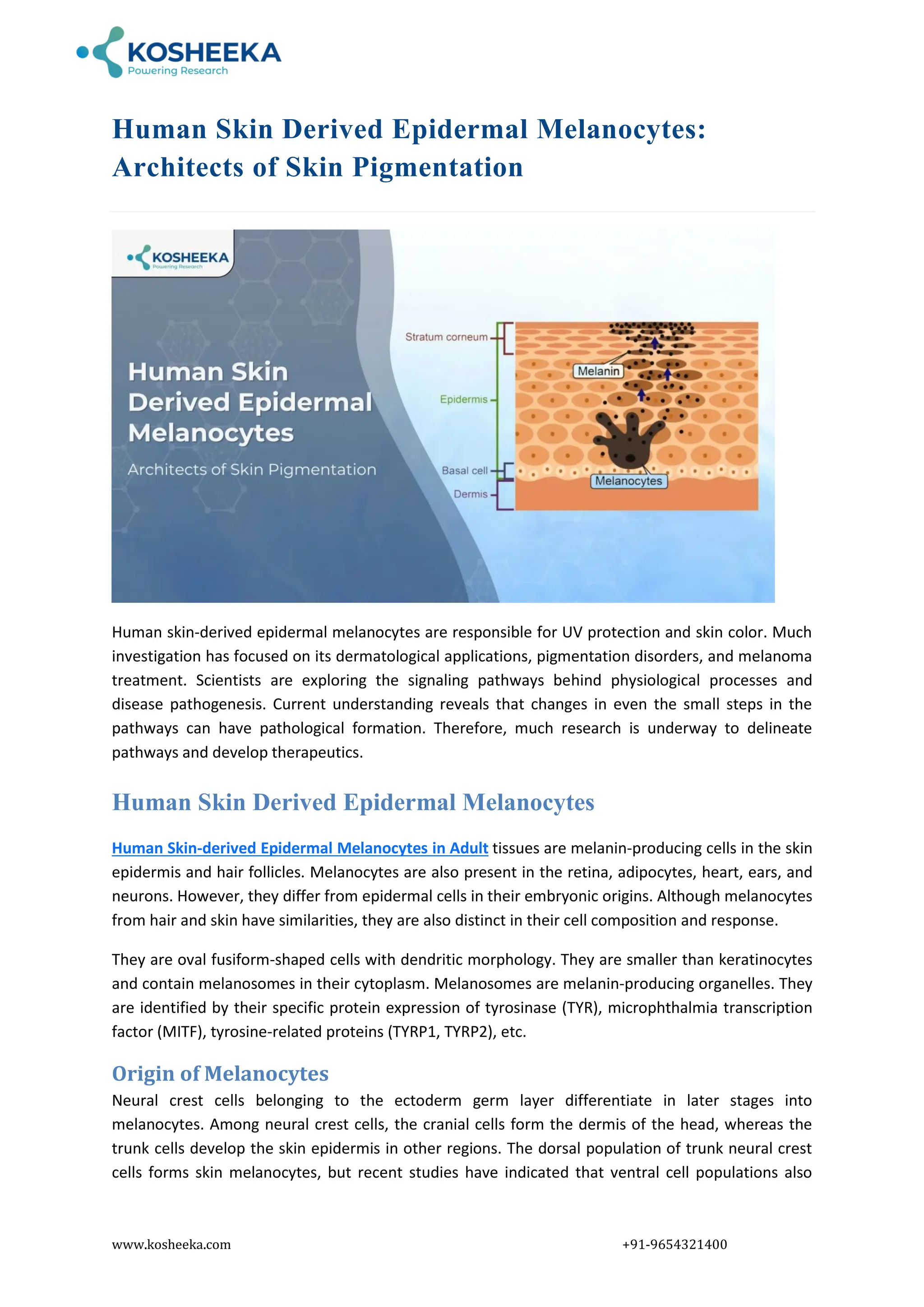 Human Skin Derived Epidermal Melanocytes.pdf
