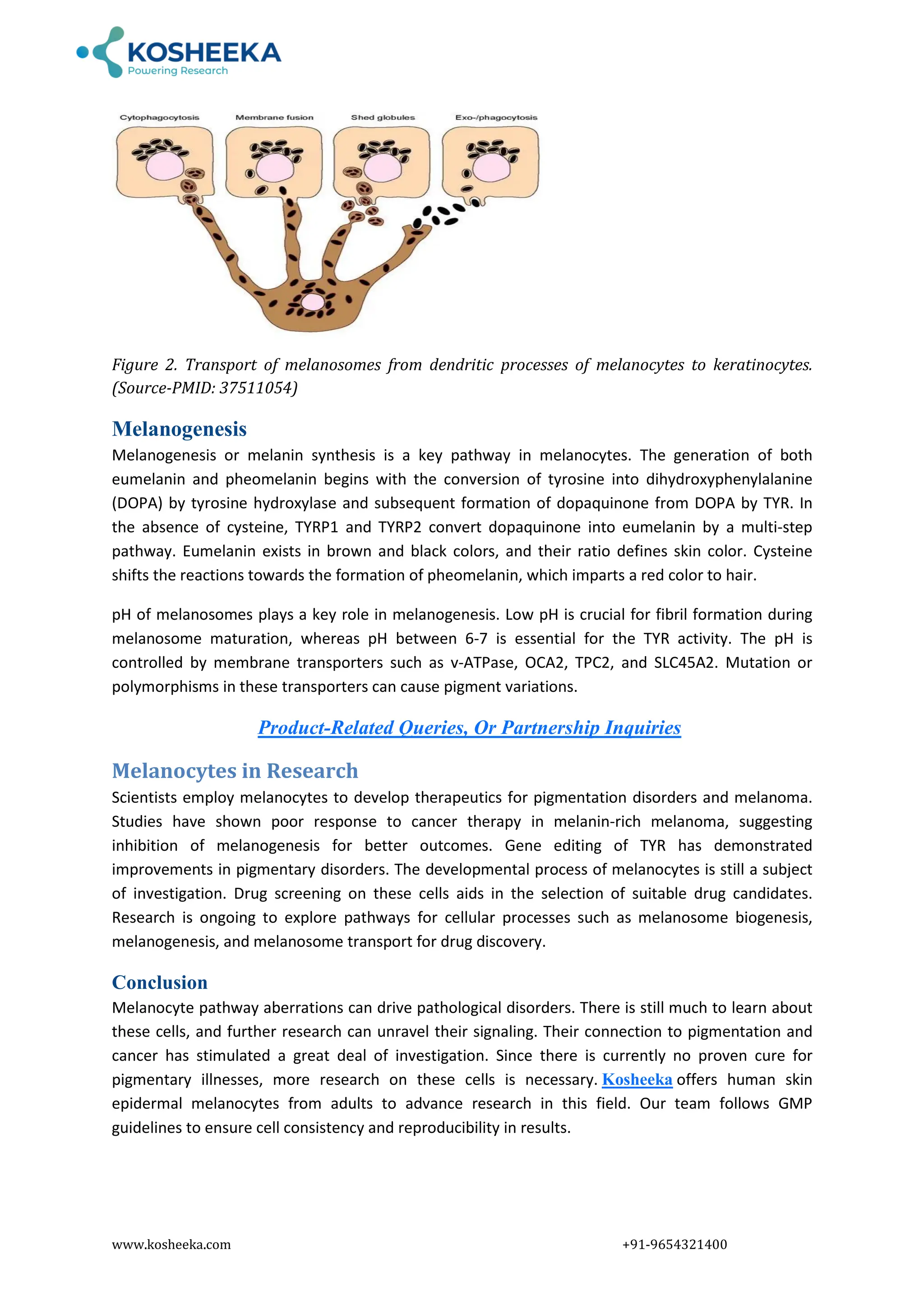 Human Skin Derived Epidermal Melanocytes.pdf