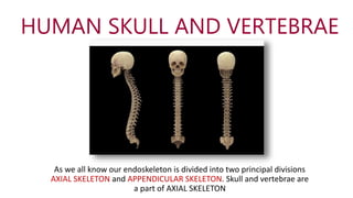 HUMAN SKULL AND VERTEBRAE
As we all know our endoskeleton is divided into two principal divisions
AXIAL SKELETON and APPENDICULAR SKELETON. Skull and vertebrae are
a part of AXIAL SKELETON
 