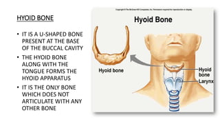 HYOID BONE
• IT IS A U-SHAPED BONE
PRESENT AT THE BASE
OF THE BUCCAL CAVITY
• THE HYOID BONE
ALONG WITH THE
TONGUE FORMS THE
HYOID APPARATUS
• IT IS THE ONLY BONE
WHICH DOES NOT
ARTICULATE WITH ANY
OTHER BONE
 