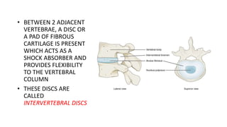 • BETWEEN 2 ADJACENT
VERTEBRAE, A DISC OR
A PAD OF FIBROUS
CARTILAGE IS PRESENT
WHICH ACTS AS A
SHOCK ABSORBER AND
PROVIDES FLEXIBILITY
TO THE VERTEBRAL
COLUMN
• THESE DISCS ARE
CALLED
INTERVERTEBRAL DISCS
 