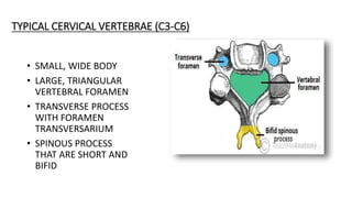 TYPICAL CERVICAL VERTEBRAE (C3-C6)
• SMALL, WIDE BODY
• LARGE, TRIANGULAR
VERTEBRAL FORAMEN
• TRANSVERSE PROCESS
WITH FORAMEN
TRANSVERSARIUM
• SPINOUS PROCESS
THAT ARE SHORT AND
BIFID
 