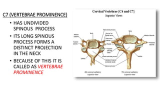 C7 (VERTEBRAE PROMINENCE)
• HAS UNDIVIDED
SPINOUS PROCESS
• ITS LONG SPINOUS
PROCESS FORMS A
DISTINCT PROJECTION
IN THE NECK
• BECAUSE OF THIS IT IS
CALLED AS VERTEBRAE
PROMINENCE
 