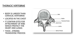 THORACIC VERTEBRAE
• BODY IS LARGER THAN
CERVICAL VERTEBRAE
• LOCATED IN THE CHEST
• IT CONTAIN SITES FOR
ATTACHMENT OF RIBS
WHICH PROTECT THE
HEART AND LUNGS
• THICK , STRONG
TRANSVERSE PROCESS
 