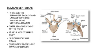 LUMBAR VERTEBRAE
• THESE ARE THE
STRONGEST, THICKEST AND
LARGEST VERTEBRAE
PRESENT IN THE
VERTEBRAL COLUMN
• THESE BEAR THE WEIGHT
OF THE TRUNK
• IT HAS A KIDNEY SHAPED
BODY
• SPINOUS PROCESS IS
BROAD
• TRANSVERSE PROCESS ARE
LONG AND SLENDER
 