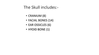 The Skull includes:-
• CRANIUM (8)
• FACIAL BONES (14)
• EAR OSSICLES (6)
• HYOID BONE (1)
 