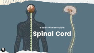 Spinal Cord
Basics of Biomedical
 
