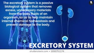 The excretory system is a passive
biological system that removes
excess, unnecessary materials
from the body fluids of an
organism, so as to help maintain
internal chemical homeostasis and
prevent damage to the body.
EXCRETORY SYSTEM
 