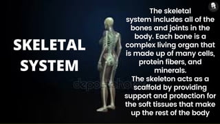 The skeletal
system includes all of the
bones and joints in the
body. Each bone is a
complex living organ that
is made up of many cells,
protein fibers, and
minerals.
The skeleton acts as a
scaffold by providing
support and protection for
the soft tissues that make
up the rest of the body
SKELETAL
SYSTEM
 