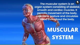 The muscular system is an
organ system consisting of skeletal,
smooth and cardiac muscles. It
permits movement of the body,
maintains posture and circulates
blood throughout the body.
MUSCULAR
SYSTEM
 