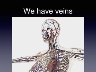 We have veins