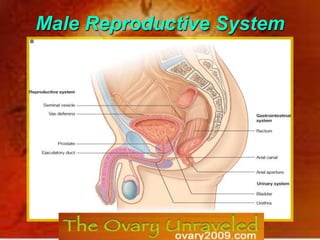 Male Reproductive System 0 