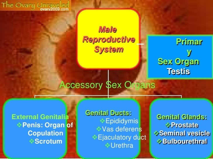 Human System System Of Male Reproductive