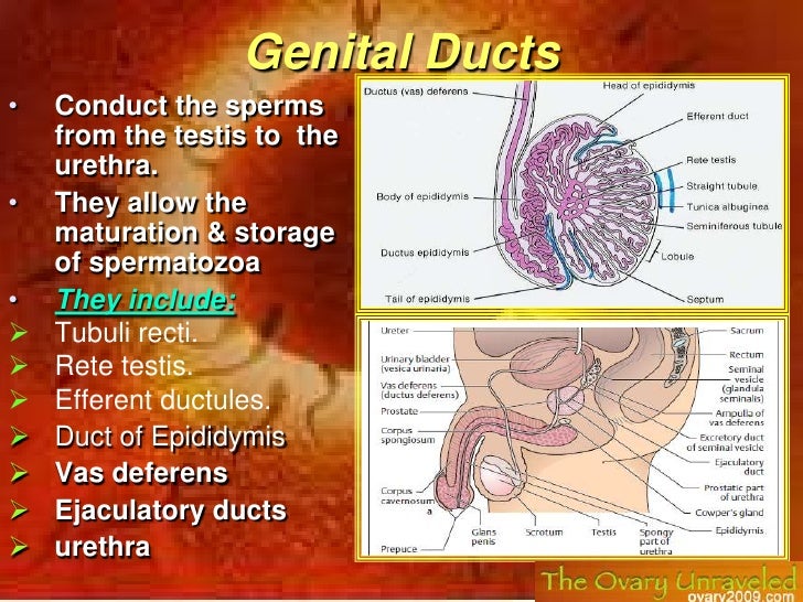 Male Reproductive System Duct System