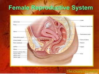 Female Reproductive System<br />