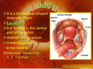 The ovary has:1)2 ends:<br />Upper (tubal) end:is directed up & laterally & attached to:<br />Ovarian fimbria of the Fallo...
