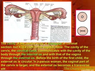 It transmits the ovarian vessels & nerves to the ovary.</li></ul>Ligament of the ovary:<br /><ul><li>It is a fibromuscular...