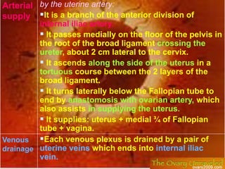 The ovarian vein drains into the inferior vena cava on the right side and into the left renal vein on the leftside.</li></...