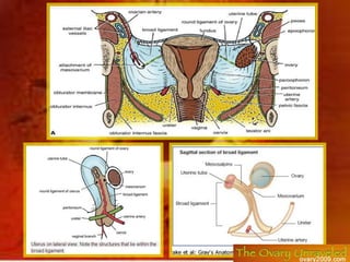 Parts Of The Uterine Tube From Medial To Lateral<br />Intramural (interstitial) part:<br />It is the shortest (1 cm) and n...
