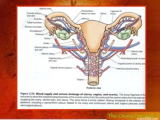 Laterally: The body of the uterus is related laterally to the broad ligament and the uterine artery and vein. The supravag...