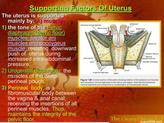 It is located in the central part of the pelvis: