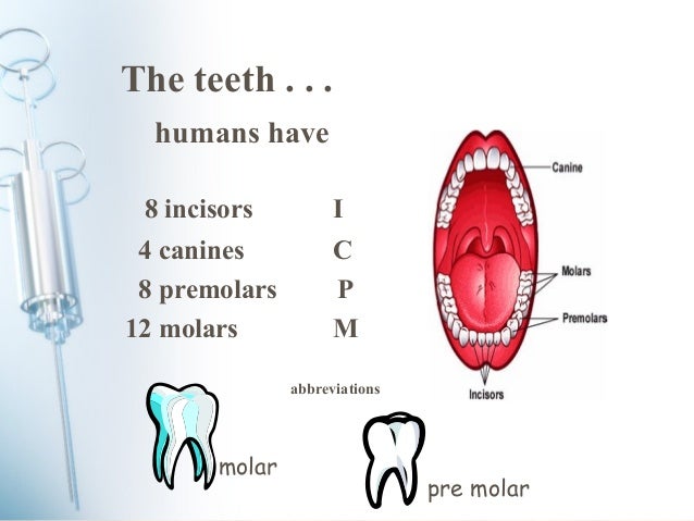How Many Teeth Are In A Human Mouth 57
