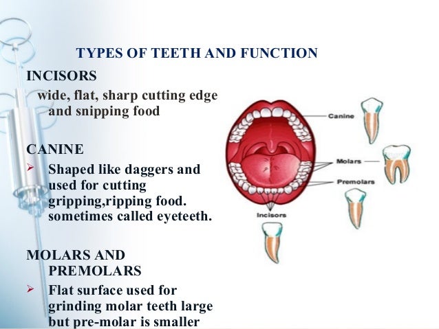 Human teeth