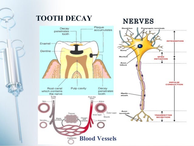 Diagram Of Nerves In Teeth Choice Image - How To Guide And 