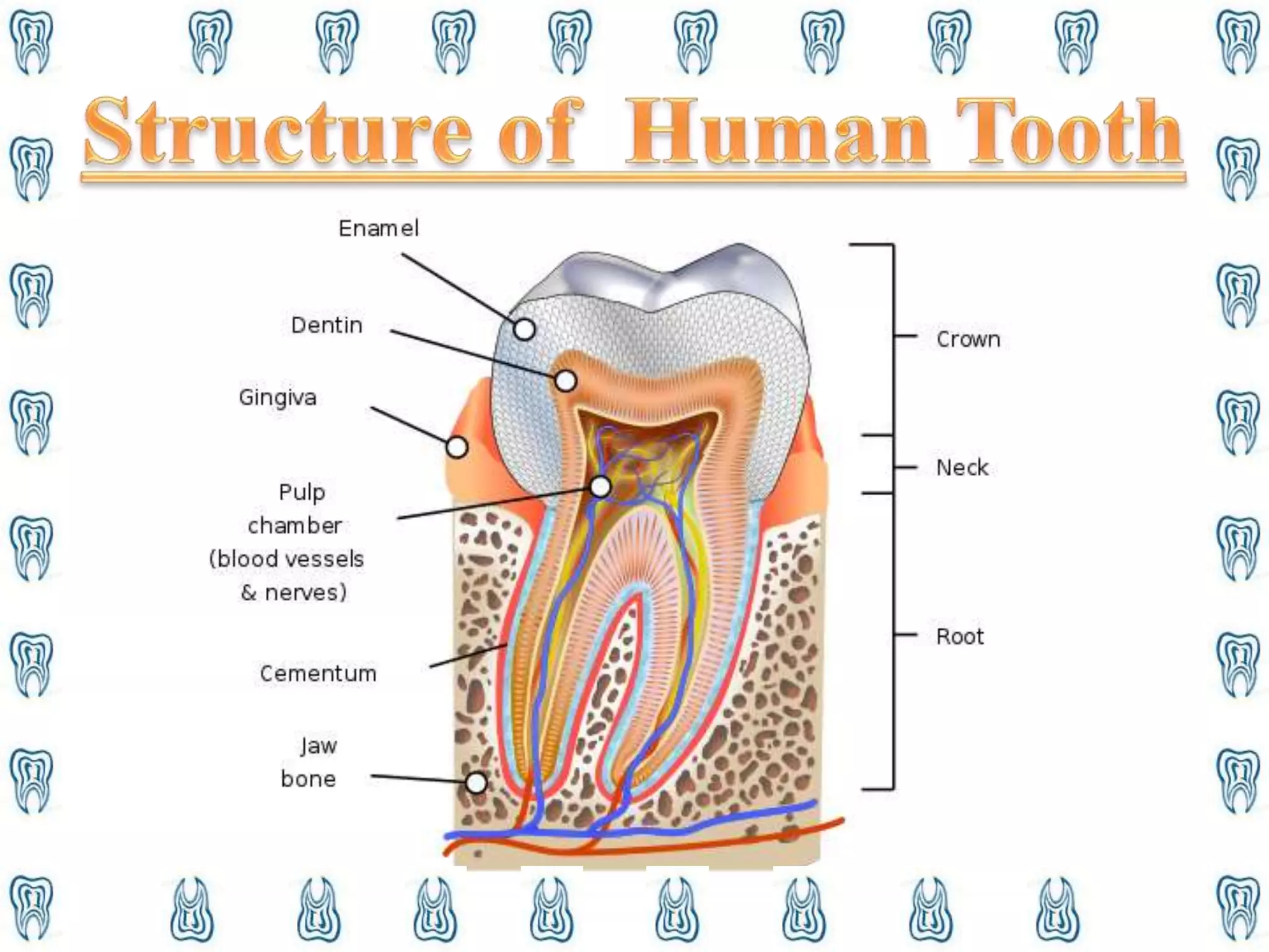 Tooth Structure Functions Human teeth and its functions | PPTX