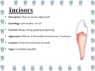 Human teeth and its functions | PPTX