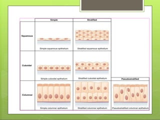 Anatomy And Physiology of Human tissues | PPTX